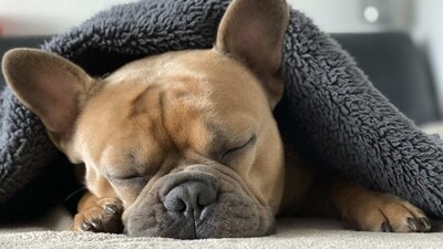 French Bulldog: The French Bulldog is a small breed that is known for its intelligence and friendly nature. They are often used as therapy and companion dogs, and make great family pets. (Pixabay) French Bulldog: The French Bulldog is a small breed that is known for its intelligence and friendly nature. They are often used as therapy and companion dogs, and make great family pets. (Pixabay)