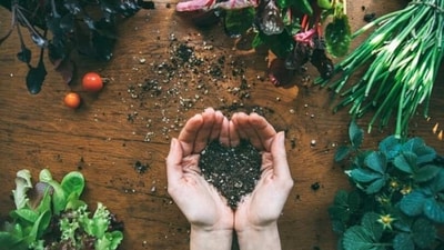 Choose the Right Plants: Before you start planting, make sure you choose the right plants for your climate and soil type. Research what grows best in your area and buy plants that are suited to your needs. (Unsplash) Choose the Right Plants: Before you start planting, make sure you choose the right plants for your climate and soil type. Research what grows best in your area and buy plants that are suited to your needs. (Unsplash)
