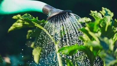 Water Regularly: Watering your plants is essential for their growth. Make sure to water your plants regularly, but don't overwater them. (Unsplash) Water Regularly: Watering your plants is essential for their growth. Make sure to water your plants regularly, but don't overwater them. (Unsplash)