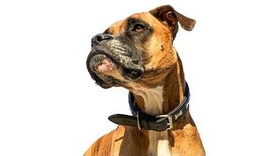 Boxer: The Boxer is a large breed that is known for its intelligence and friendly nature. They are often used as guard and police dogs, and make great family pets. (Pixabay) Boxer: The Boxer is a large breed that is known for its intelligence and friendly nature. They are often used as guard and police dogs, and make great family pets. (Pixabay)