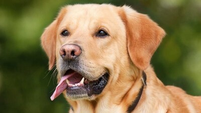 Labrador Retriever: The Labrador Retriever is a medium-sized breed that is known for its intelligence, trainability, and friendly nature. They are often used as assistance and therapy dogs, and are one of the most popular breeds in the world. (Pixabay) Labrador Retriever: The Labrador Retriever is a medium-sized breed that is known for its intelligence, trainability, and friendly nature. They are often used as assistance and therapy dogs, and are one of the most popular breeds in the world. (Pixabay)