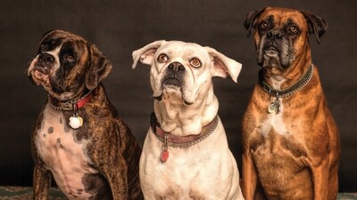 Pets have been a source of companionship and joy since time immemorial. With their unconditional love and loyalty, it's no wonder that pets are so popular around the world. But which pet breeds are the most popular? We take a look at the 10 most popular pet breeds across the world. (Pexels) Pets have been a source of companionship and joy since time immemorial. With their unconditional love and loyalty, it's no wonder that pets are so popular around the world. But which pet breeds are the most popular? We take a look at the 10 most popular pet breeds across the world. (Pexels)
