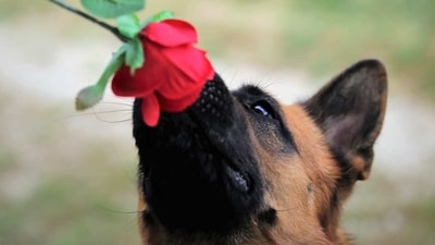 German Shepherd: The German Shepherd is a large, strong breed that is known for its intelligence and loyalty. Often used as police and military dogs, they make excellent guard and family dogs. (Pixabay) German Shepherd: The German Shepherd is a large, strong breed that is known for its intelligence and loyalty. Often used as police and military dogs, they make excellent guard and family dogs. (Pixabay)