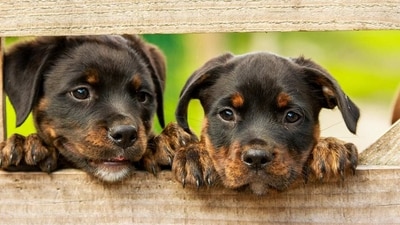 Rottweiler: The Rottweiler is a large breed that is known for its intelligence and loyalty. They are often used as guard and police dogs, and make great family pets. (Pixabay) Rottweiler: The Rottweiler is a large breed that is known for its intelligence and loyalty. They are often used as guard and police dogs, and make great family pets. (Pixabay)