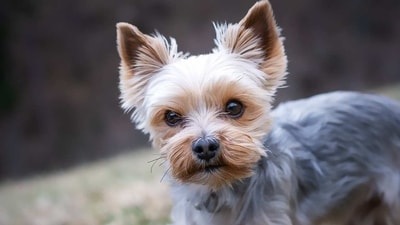 Yorkshire Terrier: The Yorkshire Terrier is a small breed that is known for its intelligence and friendly nature. They are often used as therapy and companion dogs, and make great family pets. (Pixabay) Yorkshire Terrier: The Yorkshire Terrier is a small breed that is known for its intelligence and friendly nature. They are often used as therapy and companion dogs, and make great family pets. (Pixabay)