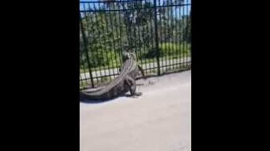 The video shows an alligator bending a metal fence. (Twitter/@MattDevittWINK)