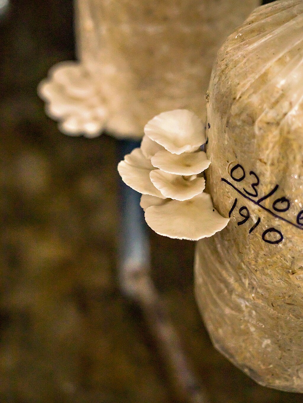 White oyster mushrooms at Shroomery. White oyster mushrooms at Shroomery.