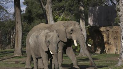 A forest watcher working in the anti-poaching camp of the Bandipur tiger reserve was killed by a wild elephant. (AP) A forest watcher working in the anti-poaching camp of the Bandipur tiger reserve was killed by a wild elephant. (AP)