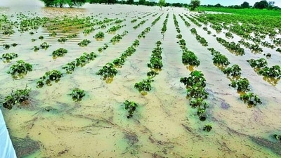 Crop losses in Palghar due to rain.