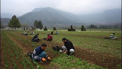 Gardeners at work at the Tulip Garden in Srinagar. The garden, said to be Asia’s largest, is scheduled to open after March 20. (Waseem Andrabi /Hindustan Times) Gardeners at work at the Tulip Garden in Srinagar. The garden, said to be Asia’s largest, is scheduled to open after March 20. (Waseem Andrabi /Hindustan Times)