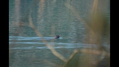 The smooth-coated otter (in pic) is listed as vulnerable on the IUCN Red List since 1996. (Sourced)