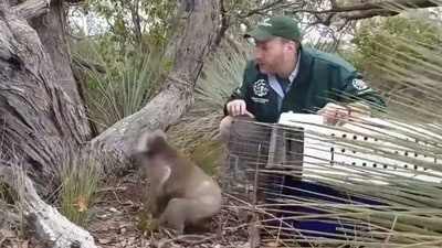 The image shows a good samaritan releasing an animal into its original habitat. (Twitter/@ParveenKaswan)