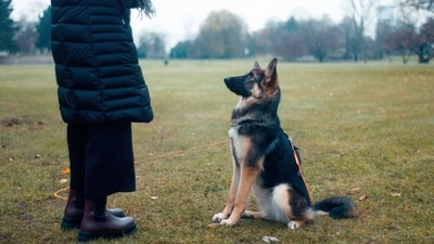 Get Professional Help: If you're struggling with your pup's training, don't be afraid to get professional help. A qualified dog trainer can provide you with valuable advice and guidance. (Unsplash) Get Professional Help: If you're struggling with your pup's training, don't be afraid to get professional help. A qualified dog trainer can provide you with valuable advice and guidance. (Unsplash)
