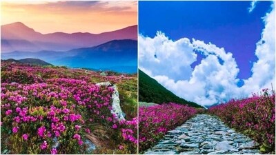 Valley of Flowers, Uttarakhand: Located in the Garhwal Himalayas, the Valley of Flowers is a stunning alpine valley that is home to a variety of endemic flowers. The valley is a UNESCO World Heritage Site and is a popular destination for hikers in the spring. (Instagram/@trekjunky_)