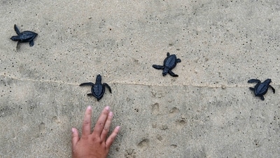A volunteer releases olive ridley sea turtle hatchlings into the sea during the World Wildlife Day. (AFP/ File) A volunteer releases olive ridley sea turtle hatchlings into the sea during the World Wildlife Day. (AFP/ File)