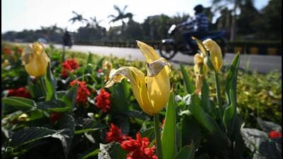 wilted Tulip flowers AT Shantipath in New Delhi. (Sanchit Khanna/HT PHOTO) wilted Tulip flowers AT Shantipath in New Delhi. (Sanchit Khanna/HT PHOTO)