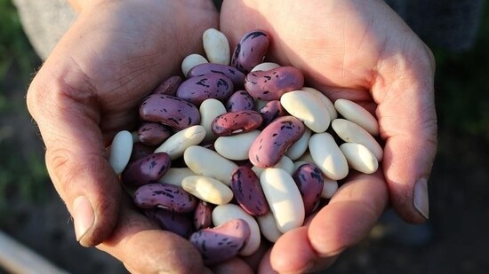 6. Beans and Legumes: Beans and legumes are an excellent source of protein, with around 7-8 grams of protein per one-ounce serving. They are also high in fiber, which can help to keep you feeling full for longer.(Pixabay)