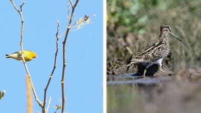 Fire-capped tit and jack snipe (right) were spotted for the first time in the region. (HT Photo)