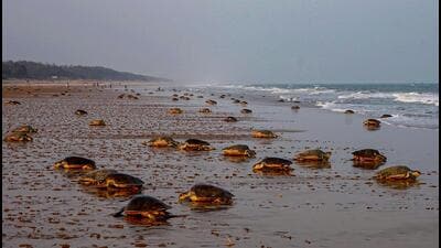 Mass nesting of Olive Ridley turtles at Rushikulya sea beach in Odisha’s Ganjam district. (PTI) Mass nesting of Olive Ridley turtles at Rushikulya sea beach in Odisha’s Ganjam district. (PTI)