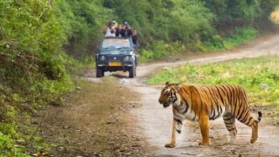 Maximum tiger sighting remains in the Sibavani forest zone after the Corbett reserve (Representative Photo) Maximum tiger sighting remains in the Sibavani forest zone after the Corbett reserve (Representative Photo)