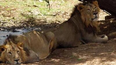 The Asiatic lion today survives in the wild only in Gujarat (File Photo)