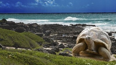 Galapagos National Park, Ecuador: Galapagos National Park is a unique destination for nature lovers. The park is home to a variety of wildlife, including sea lions, giant tortoises, and blue-footed boobies. It is also a great spot for scuba diving and snorkeling. (Istock) Galapagos National Park, Ecuador: Galapagos National Park is a unique destination for nature lovers. The park is home to a variety of wildlife, including sea lions, giant tortoises, and blue-footed boobies. It is also a great spot for scuba diving and snorkeling. (Istock)