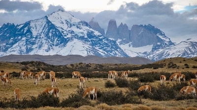 Torres del Paine National Park, Chile: Torres del Paine National Park is located in Patagonia and is home to a variety of wildlife, including guanacos, pumas, and Andean condors. The park is also a popular destination for hikers and nature lovers. (Unsplash) Torres del Paine National Park, Chile: Torres del Paine National Park is located in Patagonia and is home to a variety of wildlife, including guanacos, pumas, and Andean condors. The park is also a popular destination for hikers and nature lovers. (Unsplash)