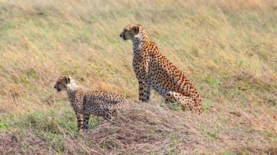 Serengeti National Park, Tanzania: Serengeti National Park is home to the world's largest migration of animals, including lions, elephants, and wildebeests. The stunning landscape is a sight to behold and the perfect place to observe the beauty of nature. (Unsplash) Serengeti National Park, Tanzania: Serengeti National Park is home to the world's largest migration of animals, including lions, elephants, and wildebeests. The stunning landscape is a sight to behold and the perfect place to observe the beauty of nature. (Unsplash)