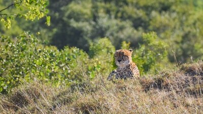 Kruger National Park, South Africa: Kruger National Park is one of the largest game reserves in Africa. It is home to a wide variety of wildlife, including the Big Five. Visitors can explore the park on safari, or take part in a variety of activities such as birdwatching and game drives. (Unsplash) Kruger National Park, South Africa: Kruger National Park is one of the largest game reserves in Africa. It is home to a wide variety of wildlife, including the Big Five. Visitors can explore the park on safari, or take part in a variety of activities such as birdwatching and game drives. (Unsplash)