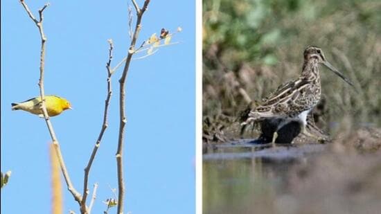 Fire-capped tit and jack snipe (right) were spotted for the first time in the region. (HT Photo)