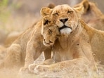 Wildlife has always been a source of fascination for humans, and some of the most dangerous animals in the world can be found in the most unexpected places. From the jungles of South America to the depths of the oceans, these creatures can be found in all corners of the globe. To help you understand the dangers of these creatures, here are the 10 most dangerous animals in the world.&nbsp;
