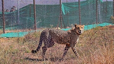 A Cheetah brought from South Africa released in an enclosure at Palpur, Kuno National Park, Madhya Pradesh, in Sheopur. (PTI) A Cheetah brought from South Africa released in an enclosure at Palpur, Kuno National Park, Madhya Pradesh, in Sheopur. (PTI)