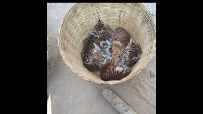 Four female tiger cubs found near a bush in Andhra Pradesh village