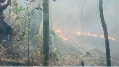 The Goa forest minister said that because of the breeze, there is a chance that the fire might start again. (Sourced)