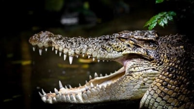 Saltwater Crocodiles: These powerful predators can reach up to six meters in length and can weigh as much as a ton. They are found in the tropical waters of the Indian and Pacific Oceans, and are known to attack humans with their powerful jaws. (Unsplash) Saltwater Crocodiles: These powerful predators can reach up to six meters in length and can weigh as much as a ton. They are found in the tropical waters of the Indian and Pacific Oceans, and are known to attack humans with their powerful jaws. (Unsplash)