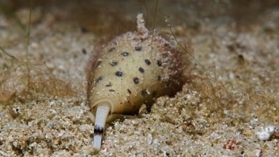 Cone Snail: This deadly creature can be found in the tropical waters of the Indo-Pacific region and is capable of killing a human in minutes if it stings them. (Unsplash) Cone Snail: This deadly creature can be found in the tropical waters of the Indo-Pacific region and is capable of killing a human in minutes if it stings them. (Unsplash)