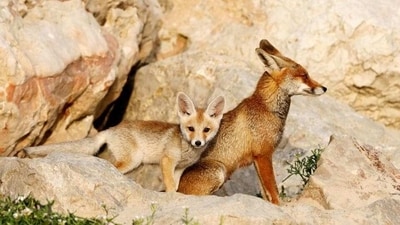 France has reported an outbreak of highly pathogenic H5N1 bird flu among red foxes northeast of Paris