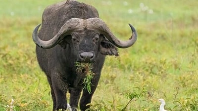 Cape Buffalo: These massive animals can be found in the savannas of Africa and are known for their aggressive behavior. They are capable of killing a human if they feel threatened and can weigh up to a ton. (Unsplash) Cape Buffalo: These massive animals can be found in the savannas of Africa and are known for their aggressive behavior. They are capable of killing a human if they feel threatened and can weigh up to a ton. (Unsplash)
