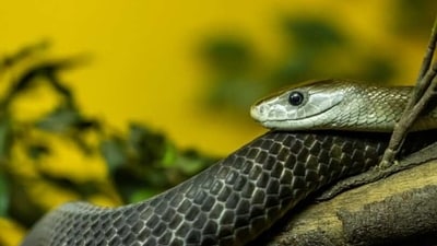 Black Mamba: This deadly snake can be found in the savannas of sub-Saharan Africa and is one of the most venomous snakes in the world. It is capable of killing a human in less than 30 minutes if it bites them. (Unsplash) Black Mamba: This deadly snake can be found in the savannas of sub-Saharan Africa and is one of the most venomous snakes in the world. It is capable of killing a human in less than 30 minutes if it bites them. (Unsplash)