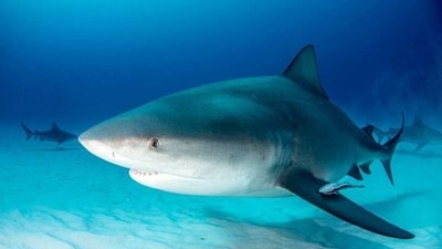 Bull Sharks: These powerful predators can be found in the shallow waters of the Indian and Pacific Oceans and are known to attack humans if they feel threatened. (Unsplash) Bull Sharks: These powerful predators can be found in the shallow waters of the Indian and Pacific Oceans and are known to attack humans if they feel threatened. (Unsplash)