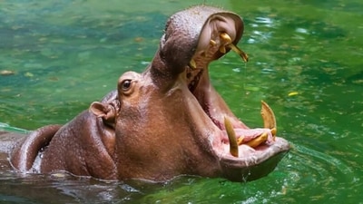Hippopotamus: These massive animals can be found in the rivers and lakes of Africa and are known to be incredibly aggressive. They are capable of killing a human if they feel threatened and can weigh up to three tons. (Unsplash) Hippopotamus: These massive animals can be found in the rivers and lakes of Africa and are known to be incredibly aggressive. They are capable of killing a human if they feel threatened and can weigh up to three tons. (Unsplash)