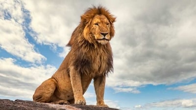 African Lions: These majestic cats are the apex predator in their habitat, and can be found in the savannas and grasslands of Africa. They are known to attack humans if they feel threatened, and can be incredibly dangerous if they are provoked. (Unsplash) African Lions: These majestic cats are the apex predator in their habitat, and can be found in the savannas and grasslands of Africa. They are known to attack humans if they feel threatened, and can be incredibly dangerous if they are provoked. (Unsplash)
