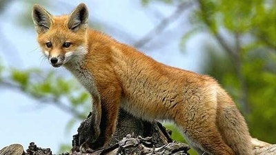 France has reported an outbreak of highly pathogenic H5N1 bird flu among red foxes northeast of Paris (National Wildlife Federation) France has reported an outbreak of highly pathogenic H5N1 bird flu among red foxes northeast of Paris (National Wildlife Federation)