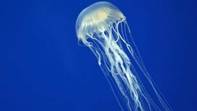 Box Jellyfish: This deadly creature can be found in the waters of the Indo-Pacific region and is known to have one of the most venomous stings in the world. They are capable of killing a human in minutes if they are stung. (Unsplash) Box Jellyfish: This deadly creature can be found in the waters of the Indo-Pacific region and is known to have one of the most venomous stings in the world. They are capable of killing a human in minutes if they are stung. (Unsplash)