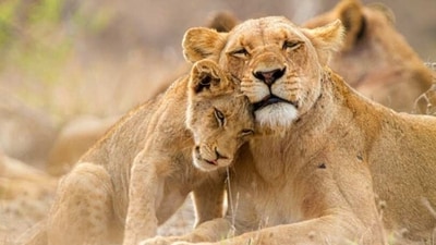 Wildlife has always been a source of fascination for humans, and some of the most dangerous animals in the world can be found in the most unexpected places. From the jungles of South America to the depths of the oceans, these creatures can be found in all corners of the globe. To help you understand the dangers of these creatures, here are the 10 most dangerous animals in the world. (Unsplash) Wildlife has always been a source of fascination for humans, and some of the most dangerous animals in the world can be found in the most unexpected places. From the jungles of South America to the depths of the oceans, these creatures can be found in all corners of the globe. To help you understand the dangers of these creatures, here are the 10 most dangerous animals in the world. (Unsplash)