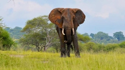Elephants: These gentle giants can be found in the savannas and grasslands of Africa and Asia and can weigh up to five tons. They are known to attack humans if they feel threatened, and can be incredibly dangerous if provoked. (Unsplash) Elephants: These gentle giants can be found in the savannas and grasslands of Africa and Asia and can weigh up to five tons. They are known to attack humans if they feel threatened, and can be incredibly dangerous if provoked. (Unsplash)