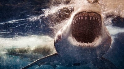 Great White Sharks: These apex predators can be found in the oceans around the world and are known to attack humans if they feel threatened. These massive creatures can reach up to six meters in length and can weigh up to two tons. (Unsplash) Great White Sharks: These apex predators can be found in the oceans around the world and are known to attack humans if they feel threatened. These massive creatures can reach up to six meters in length and can weigh up to two tons. (Unsplash)