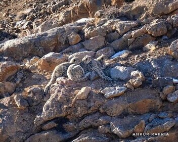 Snow Leopards captured by IRS Ankur Rapria. (Image/@Ankur Rapria) Snow Leopards captured by IRS Ankur Rapria. (Image/@Ankur Rapria)