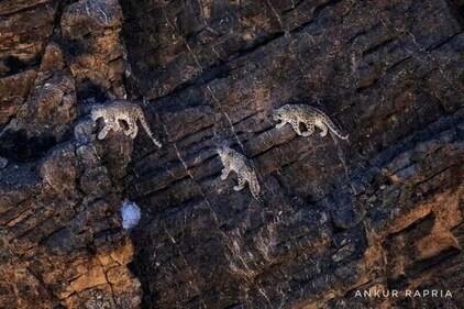 Snow Leopards captured by Ankur Rapria. (Image/@Ankur Rapria) Snow Leopards captured by Ankur Rapria. (Image/@Ankur Rapria)