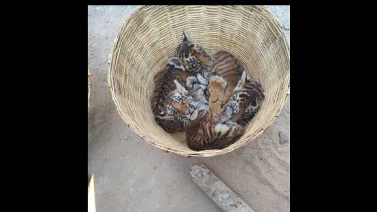 Four female tiger cubs found near a bush in Andhra Pradesh village